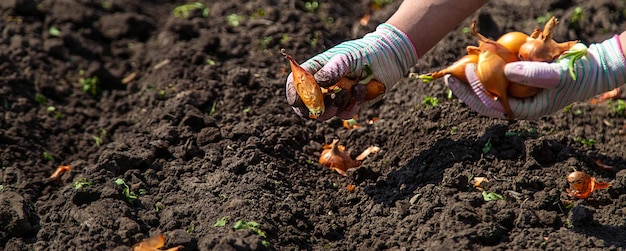 Een boerin plant uien in haar tuin Selectieve focus