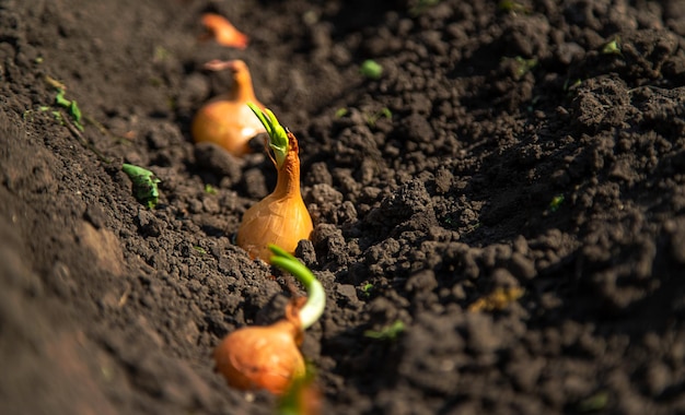 Een boerin plant uien in haar tuin Selectieve focus