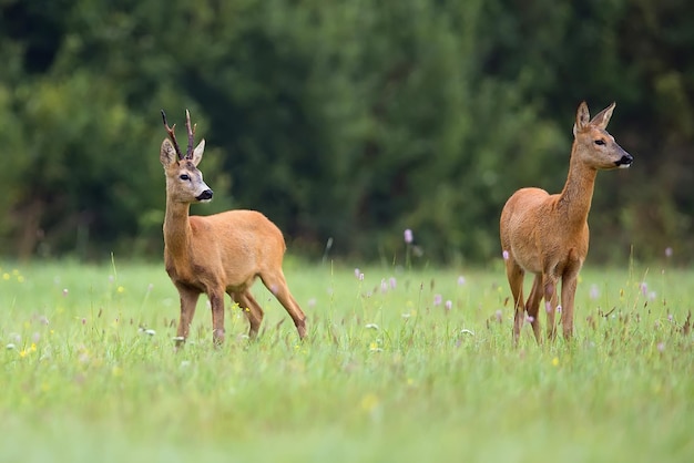 Een bokhert met ree in een veld