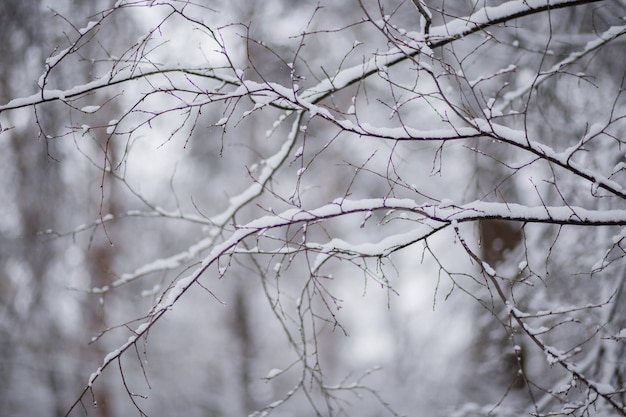 Een bomen in de sneeuw in de winter