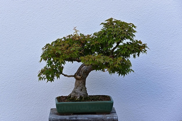 Een bonsai boompje in een pot op een betonnen standaard