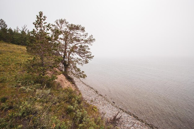 Een boom aan de oever van het Baikalmeer in de mist Er is groen gras op de grond Kiezels aan het water Het meer is kalm