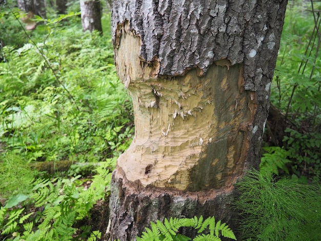 Een boom aangevreten door een bever Beschadigde schors en hout Het werk van een bever voor de bouw van een dam Taiga Karelië Rusland Jagen en vissen Levensactiviteit van Europese bosdieren