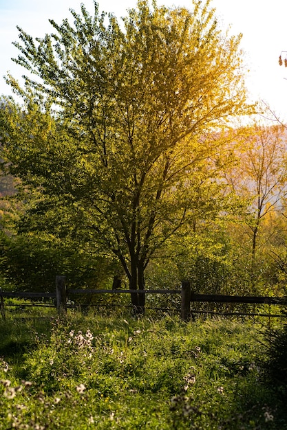 Foto een boom achter een hek tegen de achtergrond van bergen in het dorp