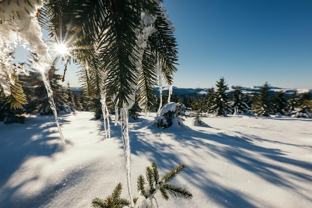 Een boom bedekt met sneeuw