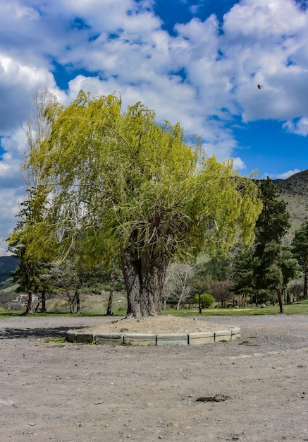 Een boom bij het Vardzia-klooster in Zuid-Georgië 30 april 2019 Georgië