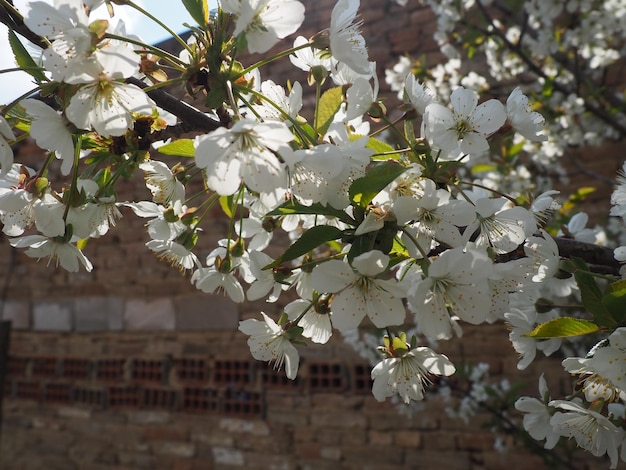 Een boom die bloeit met witte bloemen Kersenappelpruim of zoete kers in bloei Fijne witte bloemblaadjes Een zeer mooie bloeiende lentetuin