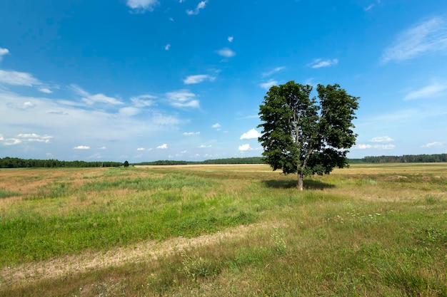 Eén boom groeit in de zomer in het veld