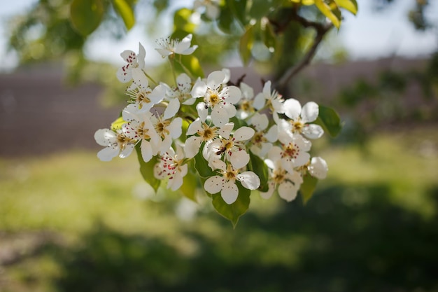 Een boom in bloei in de tuin