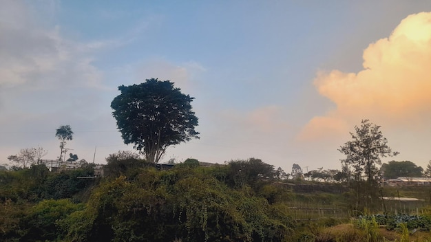 Een boom in de lucht