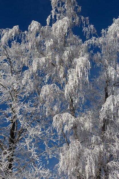 Een boom in de sneeuw tegen een blauwe lucht.