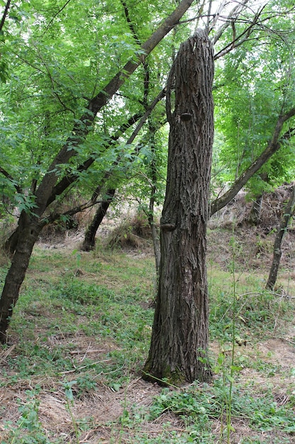 Een boom in een bos