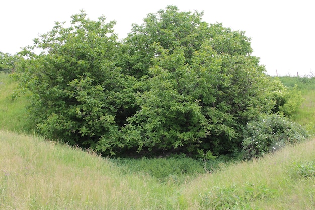 Een boom in een grasveld