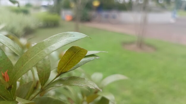 Een boom in een raam met een groen blad