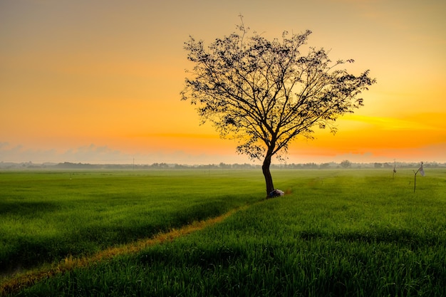 Een boom in een veld met een zonsondergang op de achtergrond