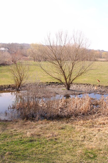 Foto een boom in een veld.