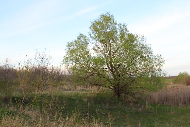 Een boom in een veld.