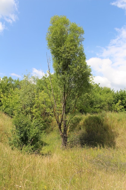 Een boom in een veld