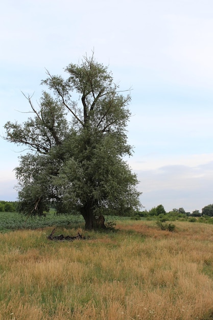 Een boom in een veld