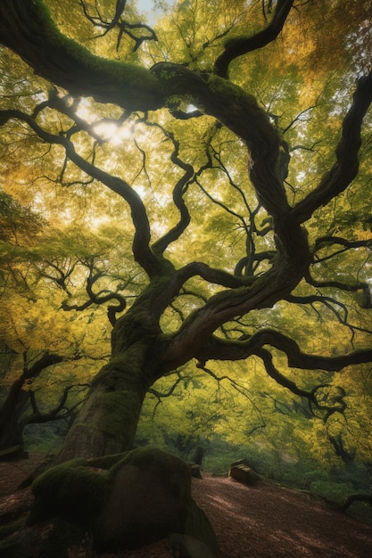 Een boom in het bos waar de zon op schijnt