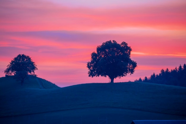 een boom is in een veld met een roze en paarse hemel