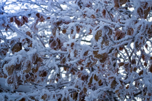 Een boom met bevroren bladeren bedekt met rijmtakken van bomen onder de sneeuw-ijzige dagstrijd