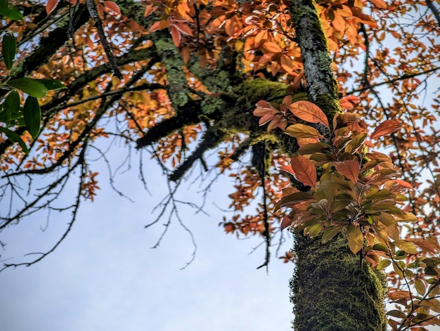 Een boom met bladeren en een blauwe lucht