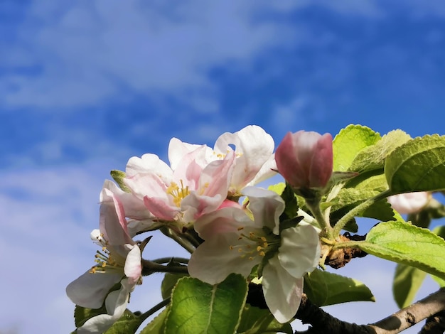 Een boom met bloemen die in bloei staan