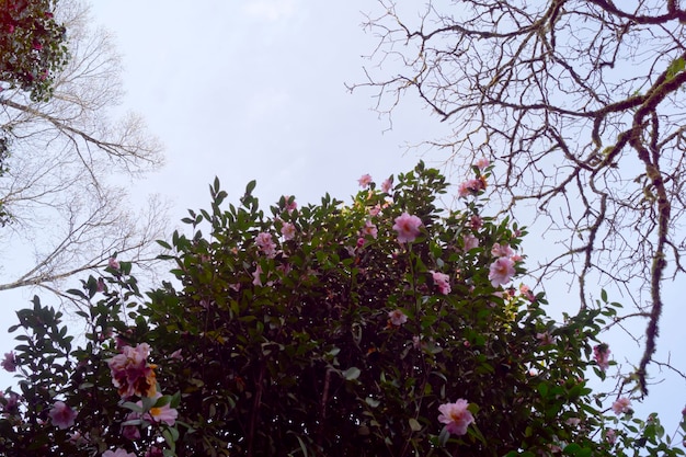 Een boom met bloemen op de voorgrond en een hemelachtergrond