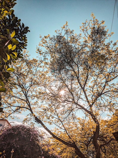 Een boom met de zon die door de bladeren schijnt