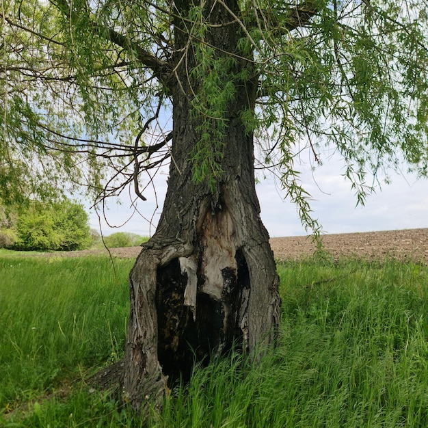 Foto een boom met een gat in de stam waar een gat in zit.