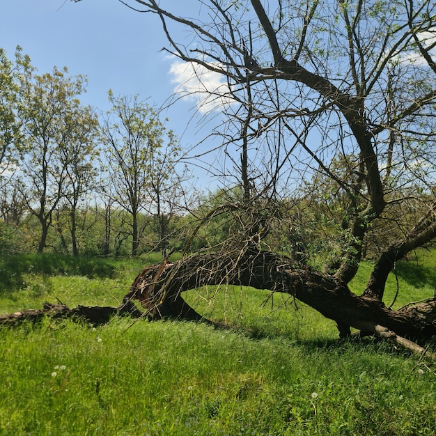 Een boom met een gedraaide stam staat in een grasveld.