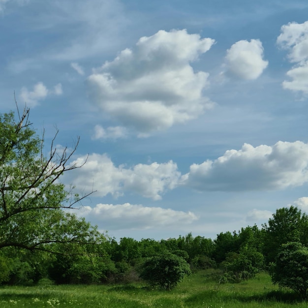 Een boom met een paar blaadjes en een blauwe lucht met wolken