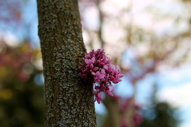 Een boom met een roze bloem erop