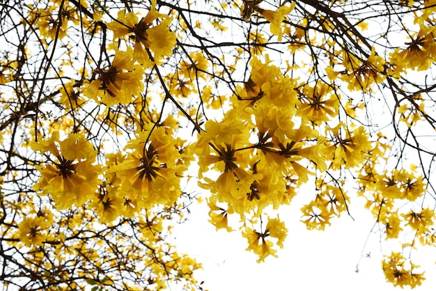 Een boom met gele bloemen en de lucht is bewolkt