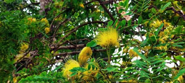 Een boom met gele bloemen en groene bladeren