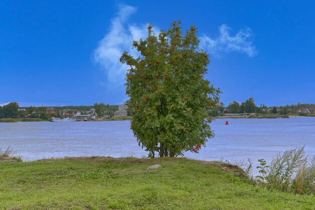 Een boom met groen blad en rode lijsterbessen op de achtergrond van het meer