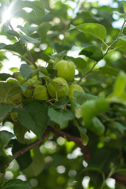 Een boom met groene appels eraan en de bladeren zijn groen.