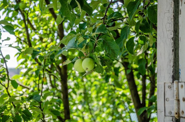 Een boom met groene appels eraan