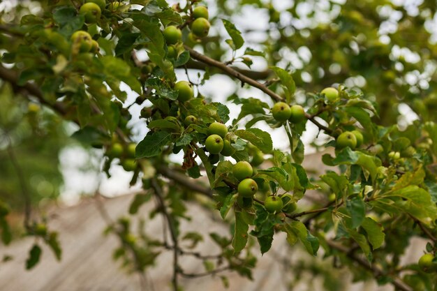 Een boom met groene appels Rijpe groene appels aan een boom