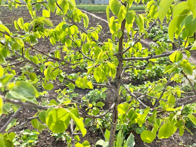 Een boom met groene bladeren en een blauw hek op de achtergrond.