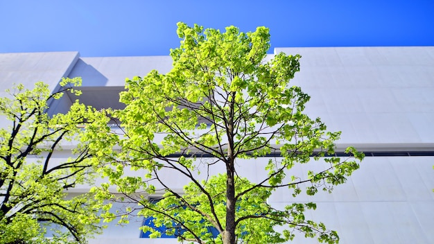 een boom met groene bladeren en een blauwe hemel erachter