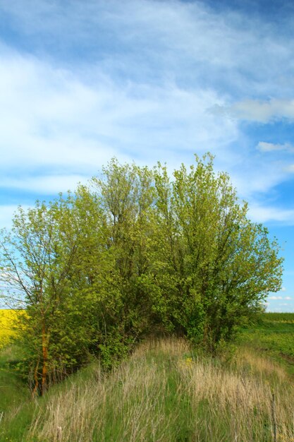 een boom met groene bladeren en een blauwe hemel met wolken