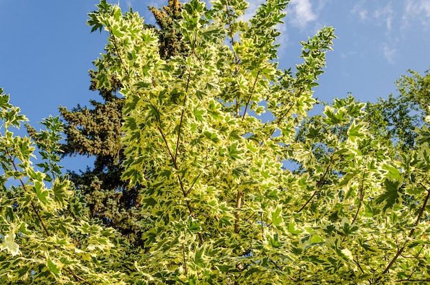 Een boom met groene bladeren en een blauwe lucht op de achtergrond.