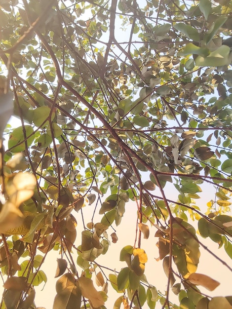 een boom met groene bladeren en een bruine achtergrond