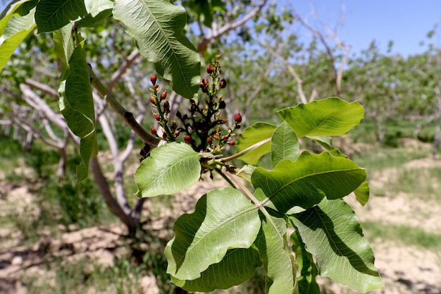 Een boom met groene bladeren en een tak met het woord "fruit" erop.