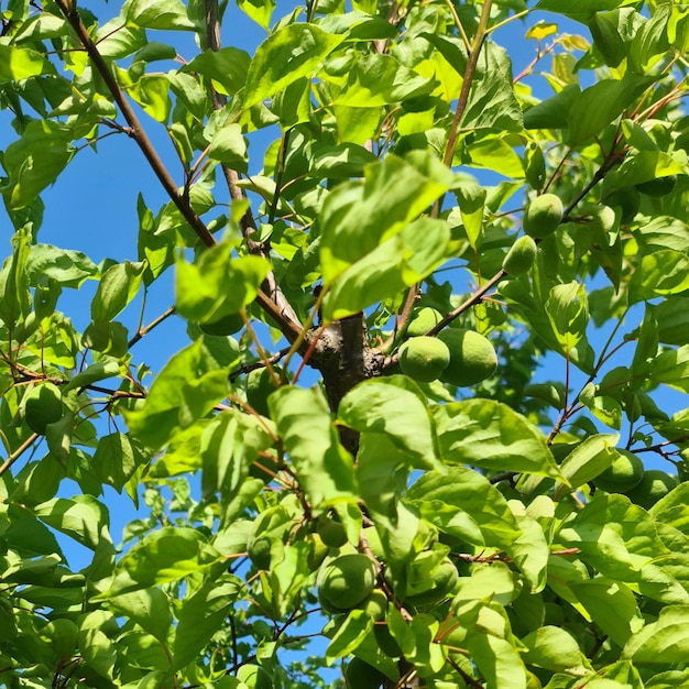 Een boom met groene bladeren en een vogel erop