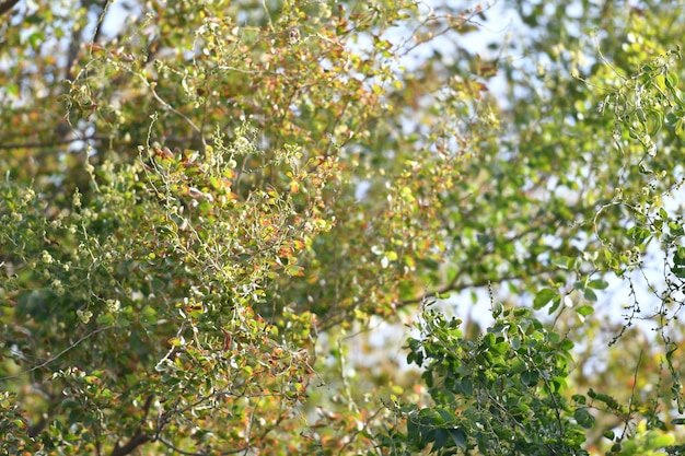Een boom met groene bladeren en gele bladeren