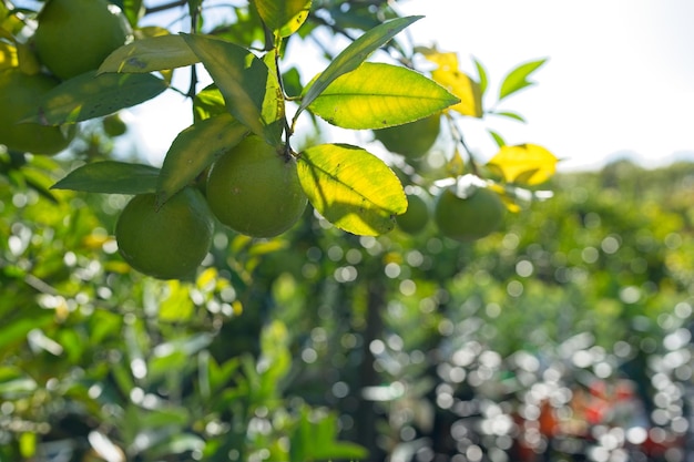 Een boom met groene bladeren en sinaasappels erop