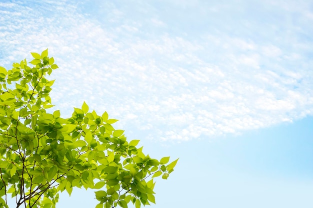 Een boom met groene bladeren tegen een blauwe lucht